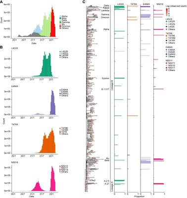 Characterization of the evolutionary and virological aspects of mutations in the receptor binding motif of the SARS-CoV-2 spike protein